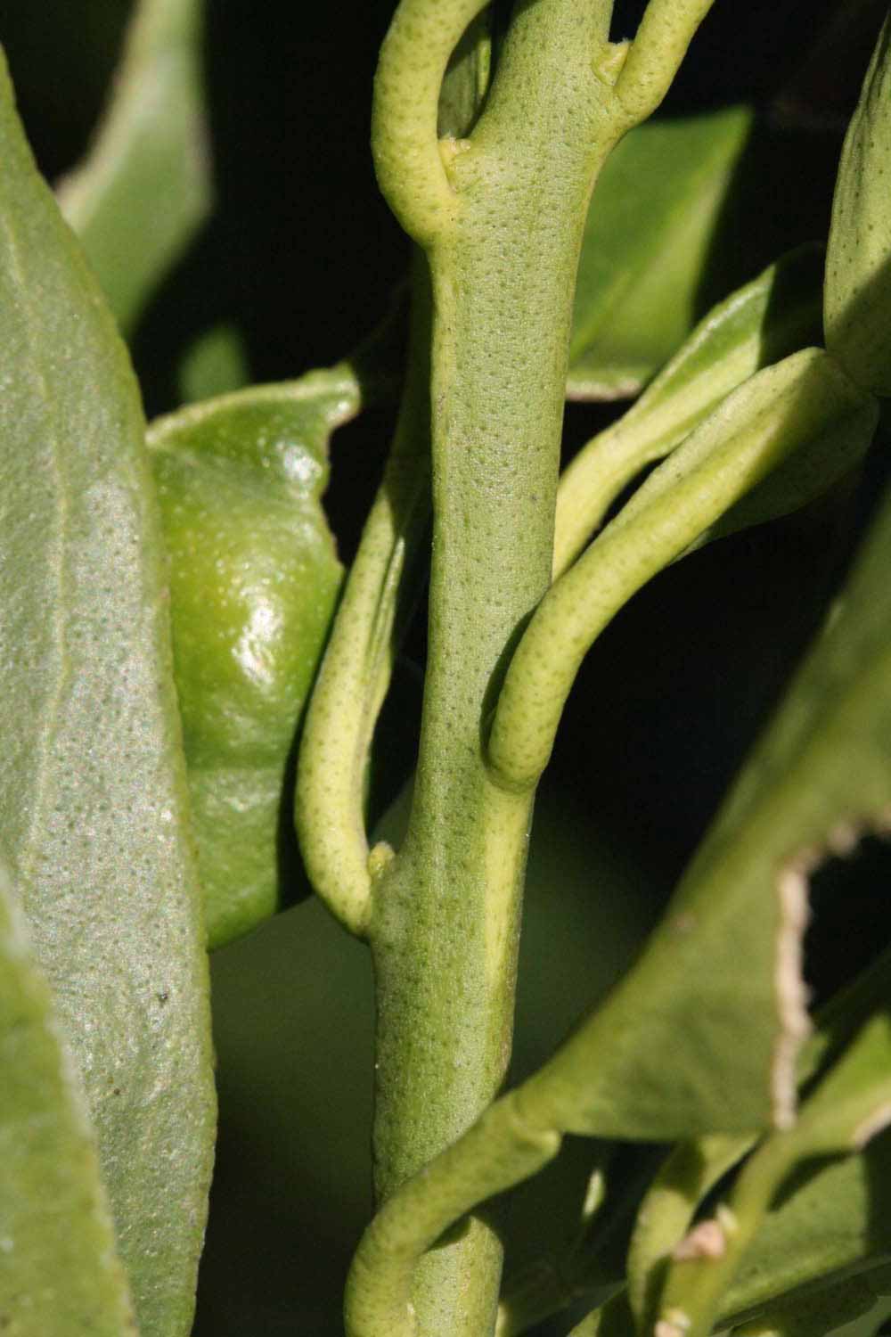              First year twig (Riverside, CA)       